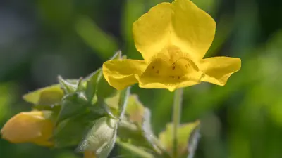 yellow monkeyflower Canva
