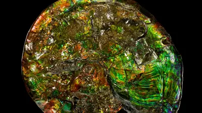 Iridescent opalized ammonite. Credit Dr. Robert Lavinsky