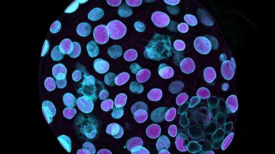 2022 | Embryonic Light