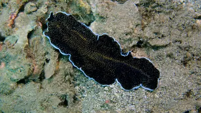Flat worm canva