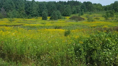 Grassland with forest on the horizon