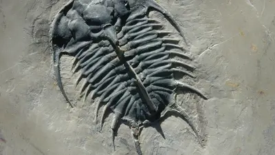 This 500-million-year-old trilobite from Utah has an organic-rich carapace that preserves a record of the original biomolecules. Credit: Robert Hazen.