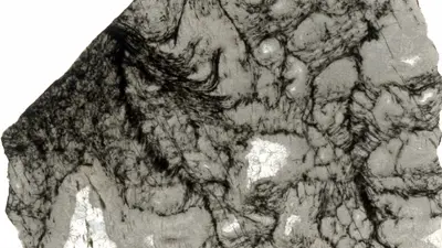 The black features within this thin slice of rock are 2.5-billion-year-old microbial structures. This study suggests that the organic matter preserved within this complex microbial community may have been produced by photosynthetic microorganisms. Image credit: Andrea Corpolongo