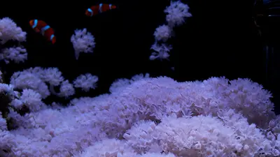 Pulsing xenia with clownfish