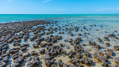 Stromatolites at Hamelin pool in Australia