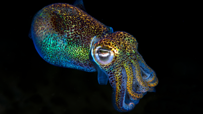 Berry's bobtail squid, Euprymna berryi, hunting in the night.