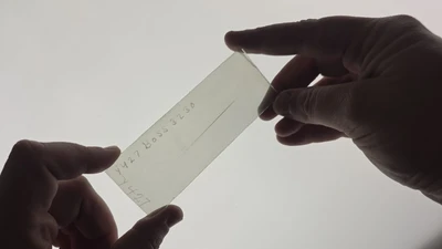 Lasby plate held over the lightbox