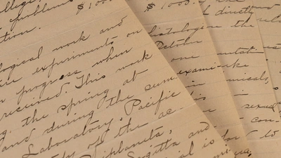 Nettie Stevens submitted this paper about sex determination in aphids when applying for her grant. 