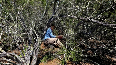Jeffrey Dukes checks in on one of his experimental sensors that is in a shaded spot in Jasper Ridge's chaparral.