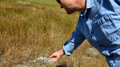 Jeffrey Dukes points out flowers growing in Jasper Ridge's serpentine grassland.