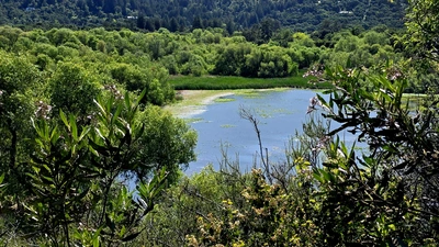 The reservoir at Jasper Ridge Biological Preserve sparkles in the sunlight