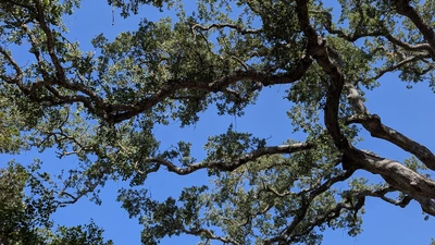 A Stanford blue oak. Courtesy: Devaki Bhaya