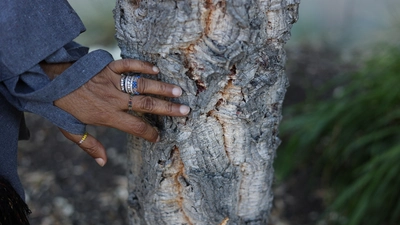 Devaki Bhaya's hand on a cork oak. Courtesy: Carnegie Science