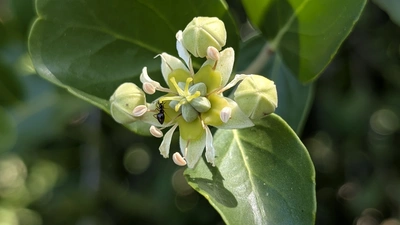Chilean soapbark tree. Courtesy: Devaki Bhaya. 