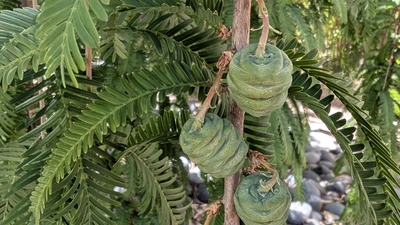 Dawn redwood fruit at Stanford. Courtesy: Devaki Bhaya.