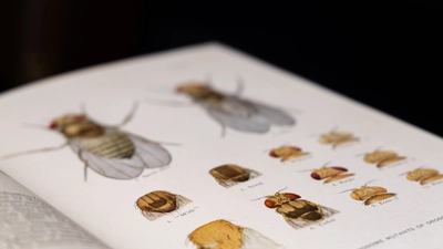 Drosophila plate