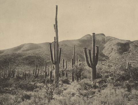 Desert landscape