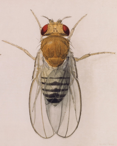 A single Drosophila (fruit fly).