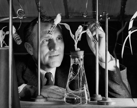 Carnegie plant chemist Herman Spoehr working with his albino plants in the laboratory.