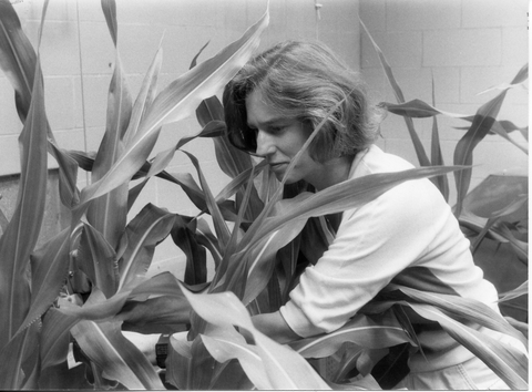 Nina Fedoroff examines maize plants.