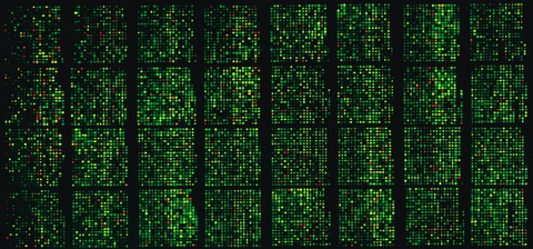 A DNA microarray indicating the gene activity of Arabidopsis plants infected with the powdery mildew fungus.