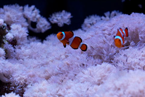 Clownfish swim near pulsing xenia coral.