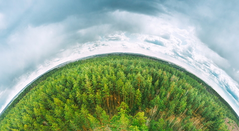 Fisheye lens view of a forest and racing clouds overhead