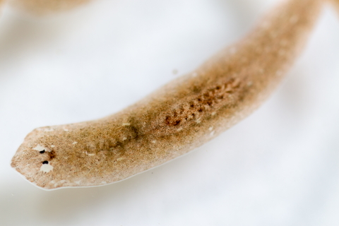 Planaria under a microscope purchased from Shutterstock.