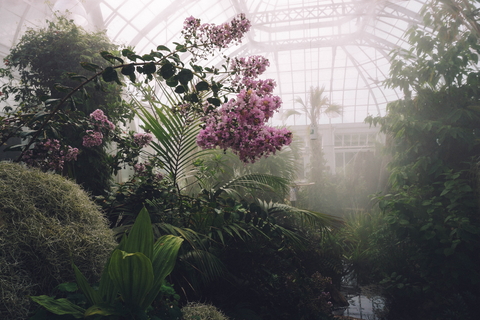 Plants in a misty greenhouse