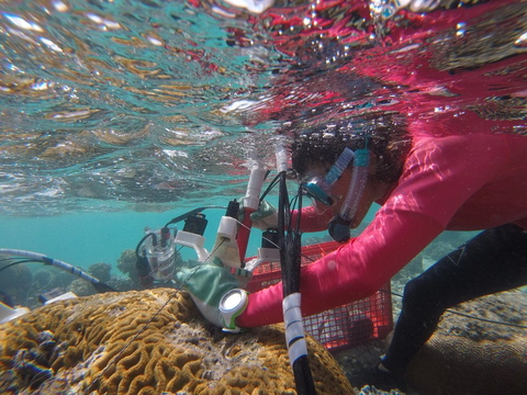 Postdoc Manoela Romanó de Orte conducting coral research at Lizard Island. 