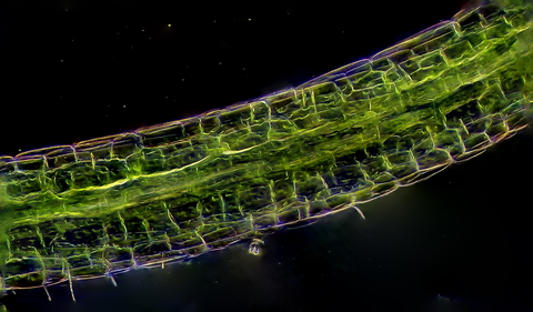 Photosynthetic cells under a microscope