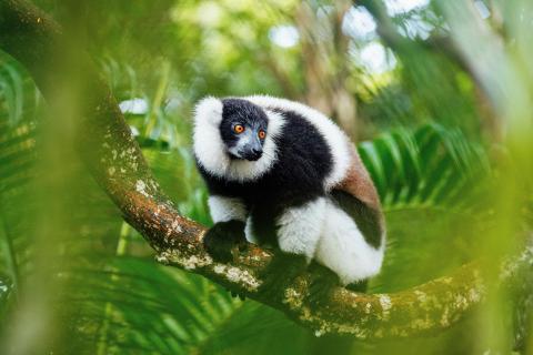 Lemur