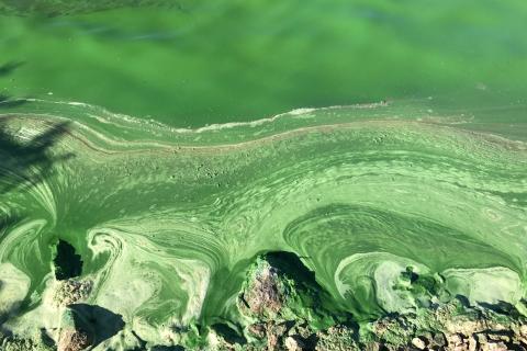 Algal Bloom