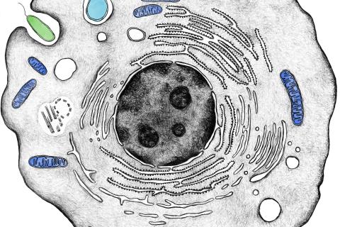 Cell drawing