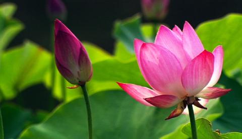 flowering plants