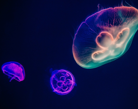 Jellyfish