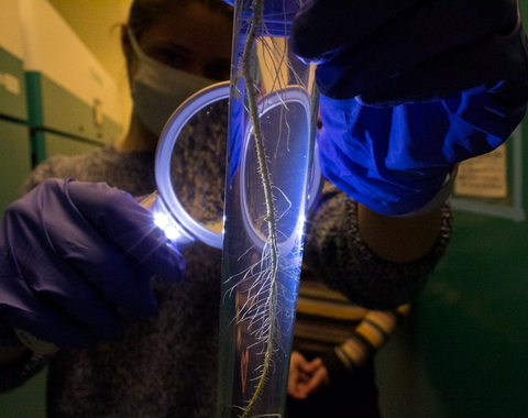 A thin piece of root structure is suspended in a hand-sized test tube. A scientist in latex gloves is holding a lighted magnifying glass up to the test tube and another scientist stands behind. 