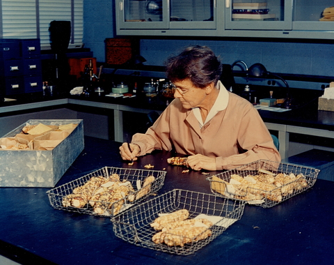 Barbara McClintock working with maize in the lab.