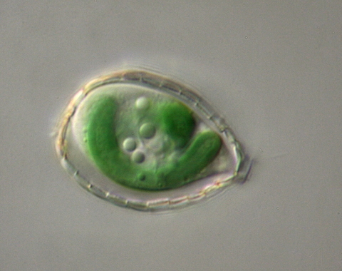 This micrograph of the single-celled Paulinella shows the photosynthetic “machinery” in green. Photo courtesy of Eva Nowack.