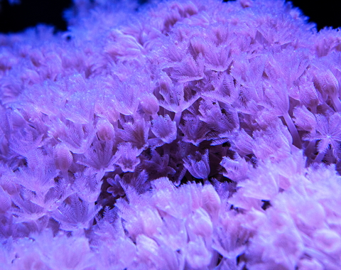 Coral growing at the Department of Embryology