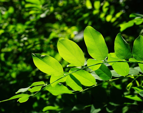 Leaves growing
