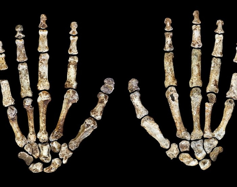Ancient skeleton hands