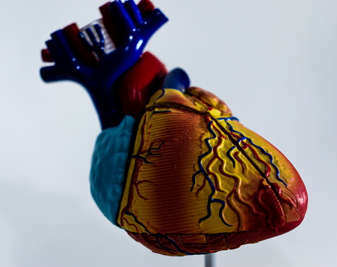 model heart in blue, red, and yellow. 