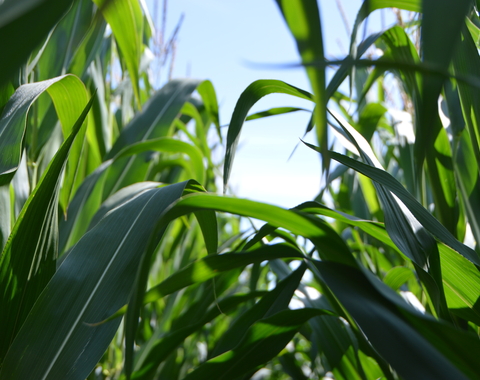 Green maize plants up close. A hint of blue sky between the stalks. 