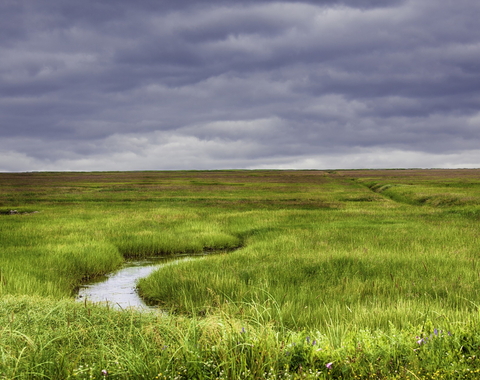 Long marsh grass with winding creek. 