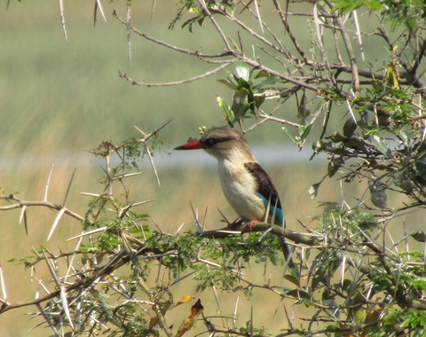 Bird sits on a tree branch in a wetland environment. 