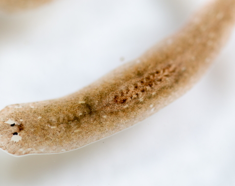 Planaria under a microscope purchased from Shutterstock.