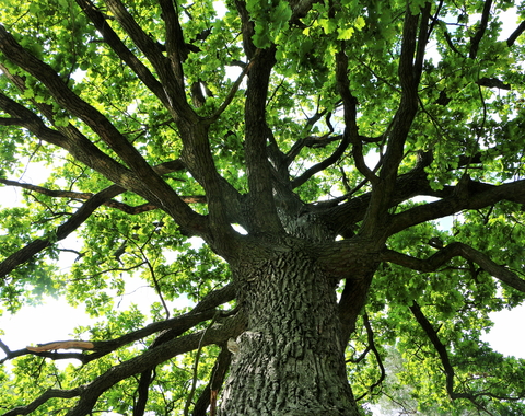 Looking upward at the branches of a large oak tree. 