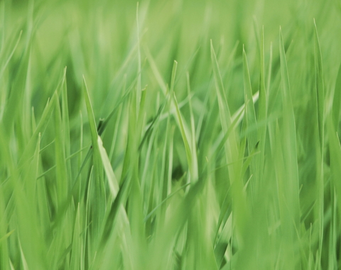 Close up of bright green blades of spring grass. 