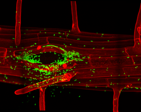 Image courtesy Niko Geldner. 